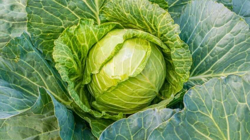 Урожаю капусты будут завидовать все: садоводы дари один конкретный совет