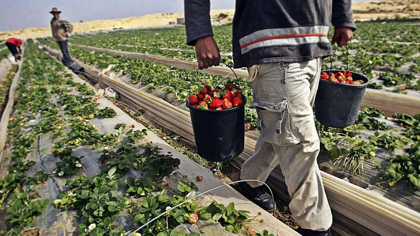 Германия будет принимать заробитчан, несмотря на вспышку коронавируса