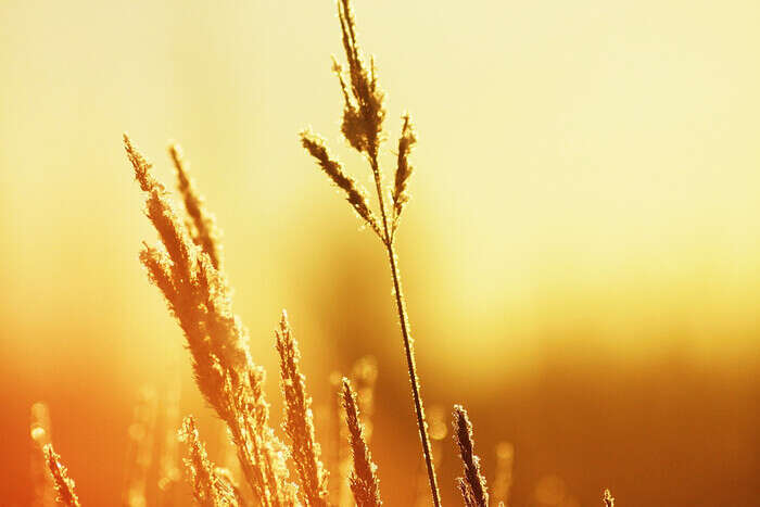 Какой церковный праздник 23 июня: почему день полон традиций и запретов