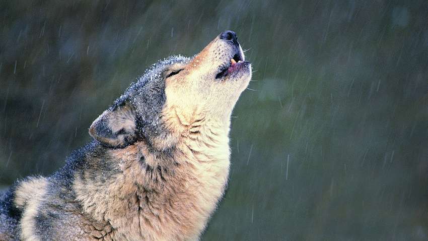 В Угорщині застрелили вовка-рекордсмена