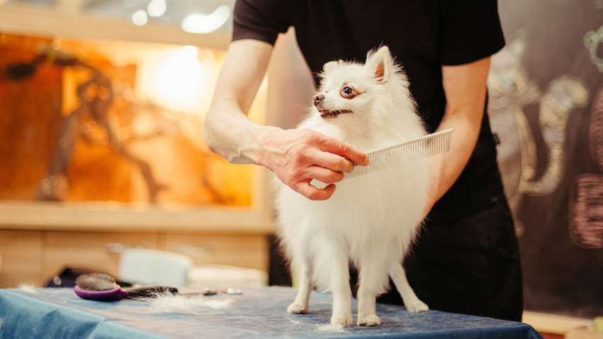 «Мы не вас обслуживаем, а собак»: в Киеве разгорелся новый языковой скандал (ВИДЕО)