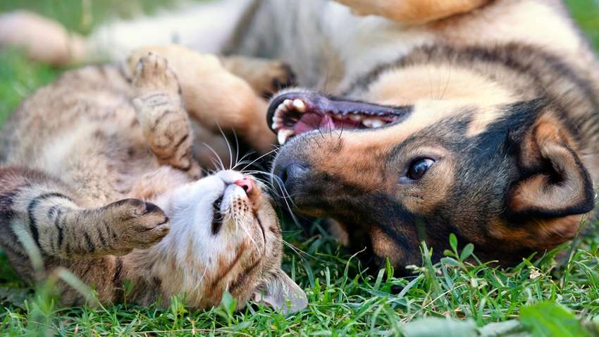 В Україні розпочата програма безкоштовної вакцинації, чіпування, стерилізації домашніх тварин