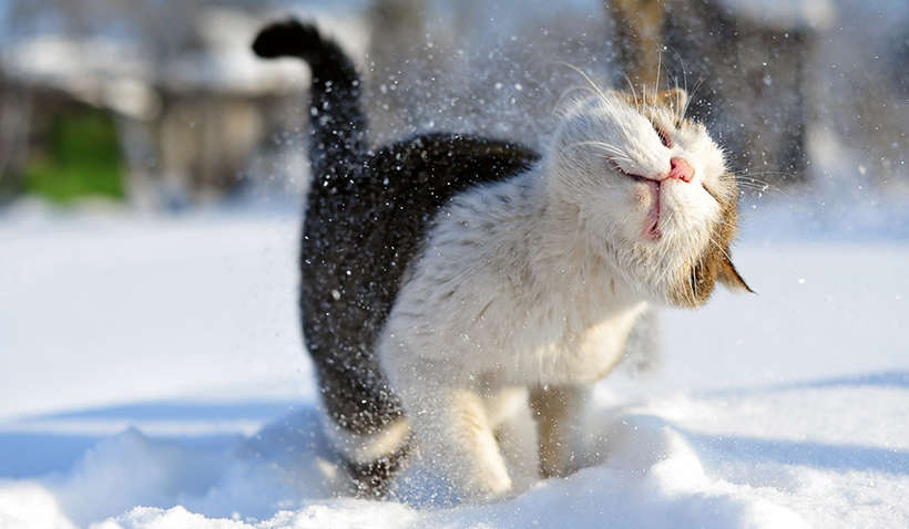 Погода в Україні сьогодні: сніг та штормове попередження