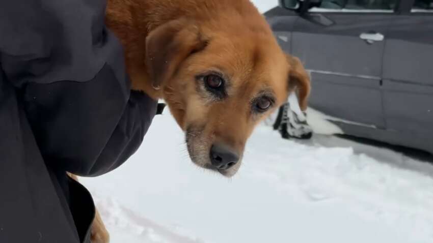 Во Львове собаку дважды переехала машина: люди оставили умирать животное на морозе