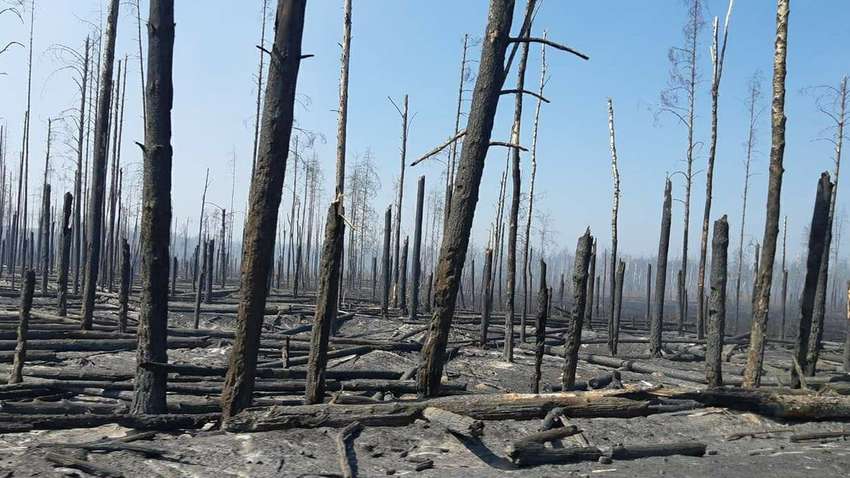Пожар в Чернобыле: почему Украина теряет намного больше, чем просто лес