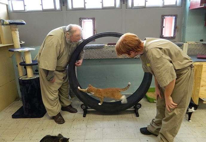 У США засуджених будуть перевиховувати за допомогою кішок 