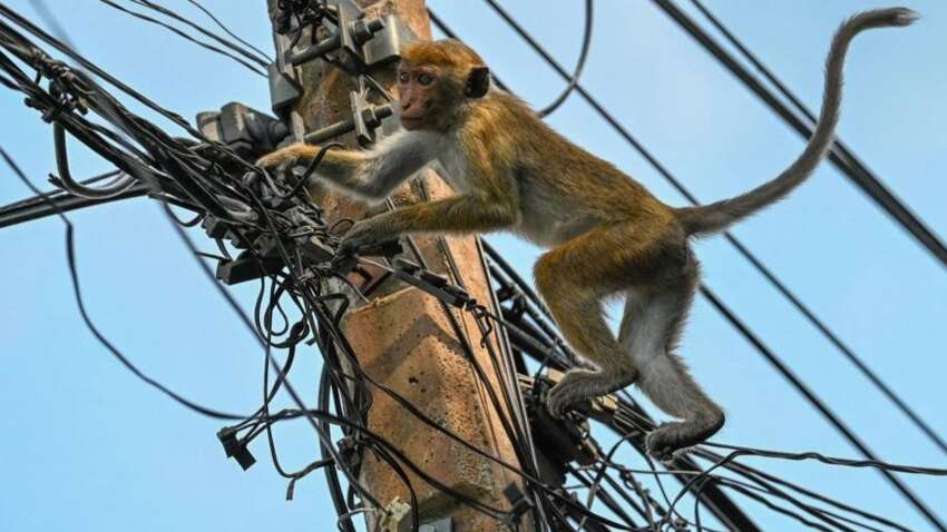 Мавпа залишила без світла всю Шрі-Ланку