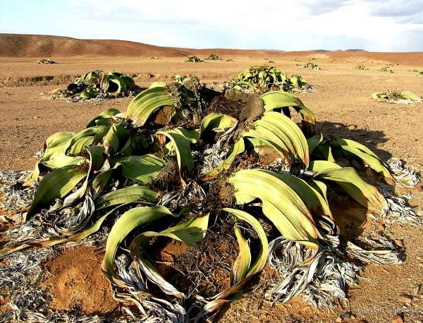 Вы должны это увидеть: ученые показали бессмертное растение (ФОТО) Вы должны это увидеть: ученые показали бессмертное растение (ФОТО)