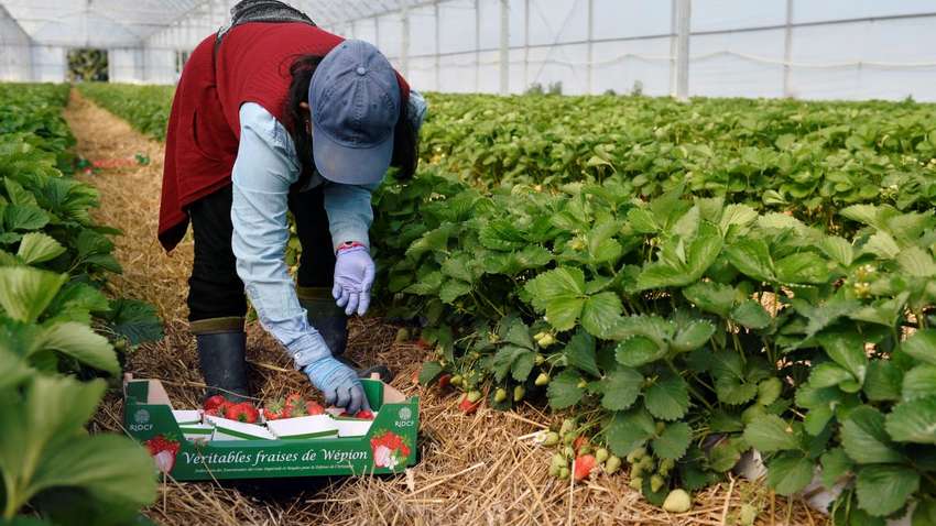 Швеція вирішила відкрити в'їзд сезонним працівникам: названа дата