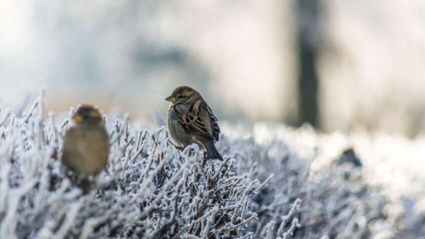 Церковне свято 2 березня: головна прикмета дня на удачу та багатство