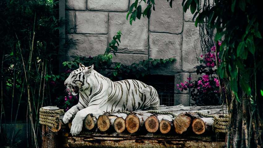 Нацбанк вводит памятную монету в честь символа 2022 года: как она выглядит Нацбанк вводит памятную монету в честь символа 2022 года: как она выглядит