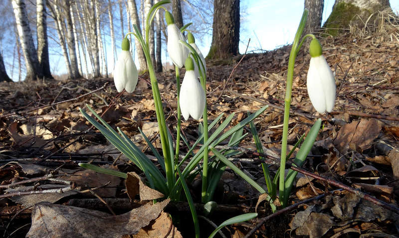 В Украину пришла аномальная весна: снова ожидаем зиму и резкий скачок в лето