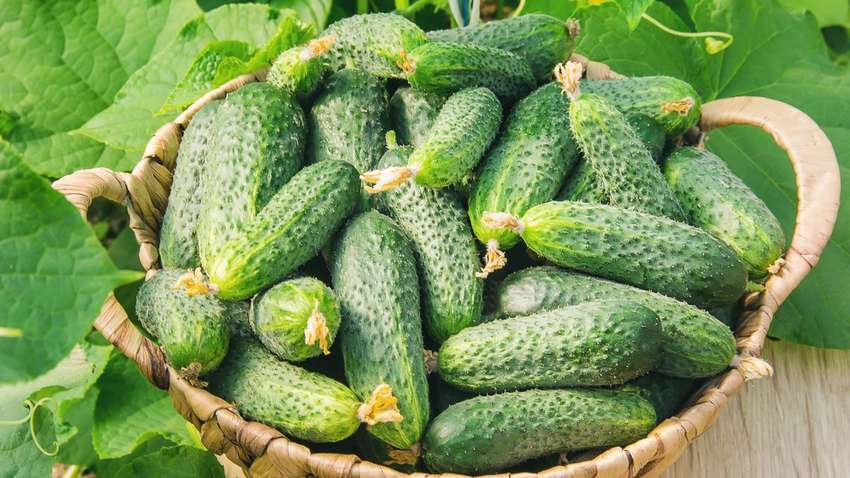 В Украине резко подешевел популярный овощ: названа новая цена В Украине резко подешевел популярный овощ: названа новая цена