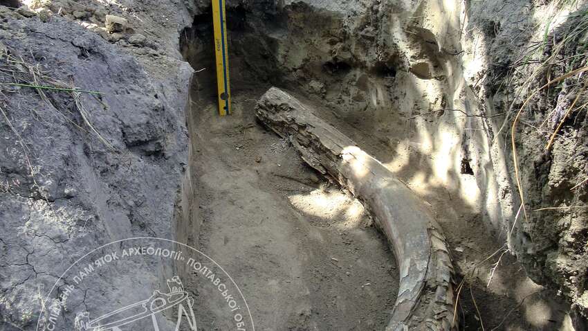 На Полтавщині копали глину, але знайшли щось значно дорожче (ФОТО) На Полтавщині копали глину, але знайшли щось значно дорожче (ФОТО)