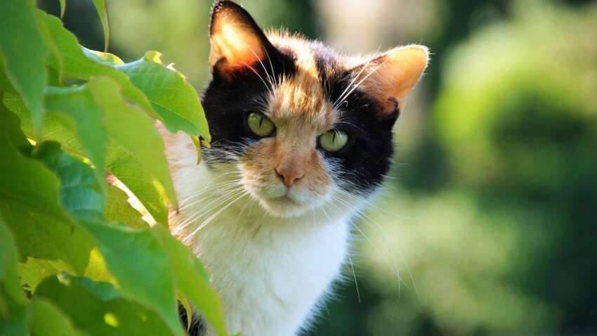Підтверджений факт: названо 4 сенсаційні фактори впливу котів на здоров’я
