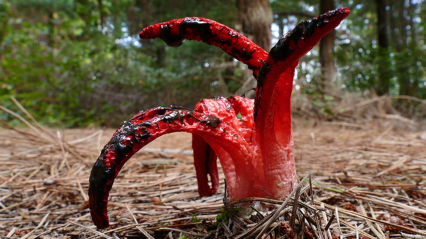 В заповеднике Британии обнаружили «пальцы дьявола»