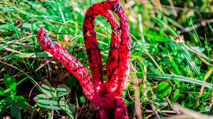 Пальцы дьявола: во Львовской области нашли редкосного гриба (ФОТО) Пальцы дьявола: во Львовской области нашли редкосного гриба (ФОТО)