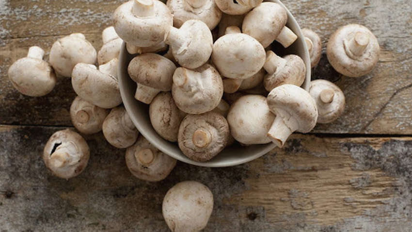 Какие грибы способны защитить от рака простаты