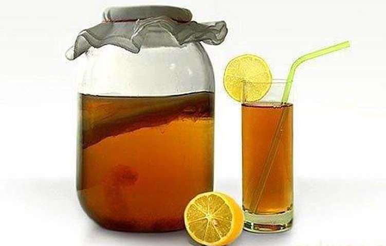 Как вырастить дома чайный гриб