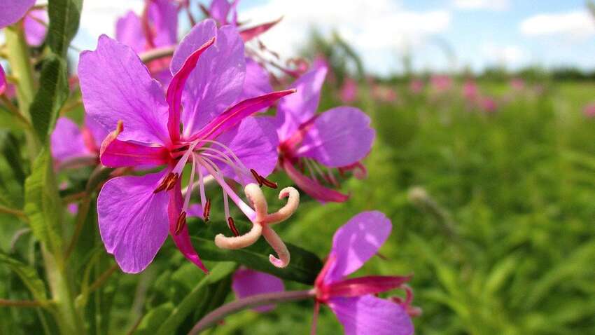 Вылечит от множества болезней и поможет похудеть: раскрыто впечатляющие свойства полезной травы Вылечит от множества болезней и поможет похудеть: раскрыто впечатляющие свойства полезной травы