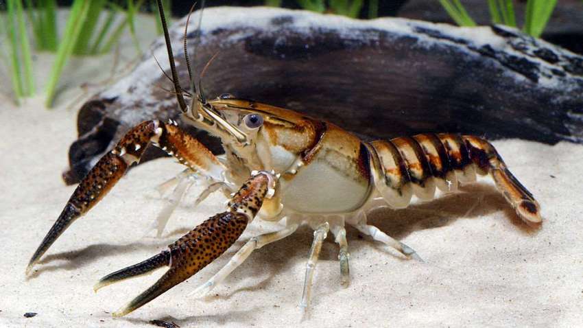 Раки-мутанты клонировались на кладбище в Бельгии