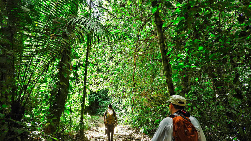 Панама изолировала мигрантов из Африки в джунглях Панама изолировала мигрантов из Африки в джунглях