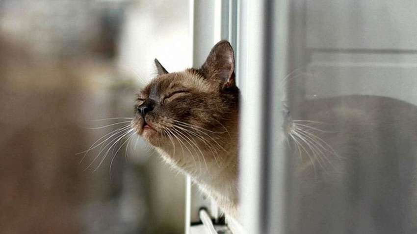 "Осінній" грудень: скільки в Україні триватиме тепла зима