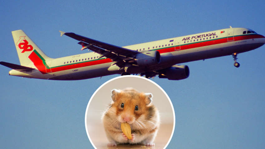 Літак застряг на острові в Португалії через втечу сотні хом'яків Літак застряг на острові в Португалії через втечу сотні хом'яків