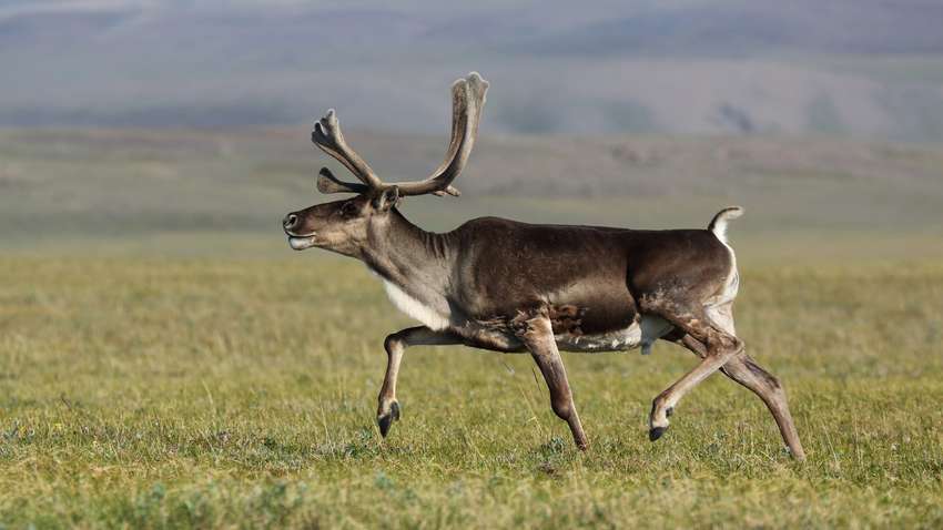Японец создал съедобный пластик, чтобы защитить оленей
