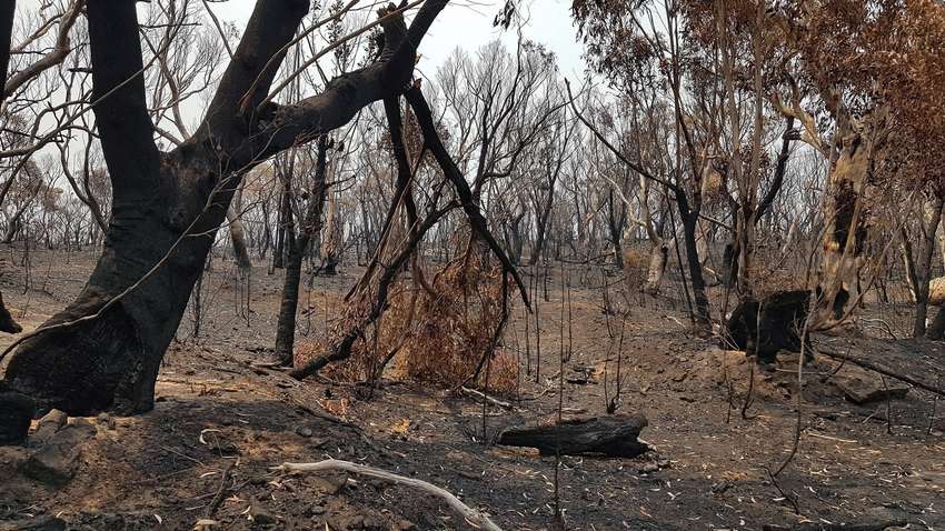 Австралія витратить 50 млн доларів на ліси і тварин