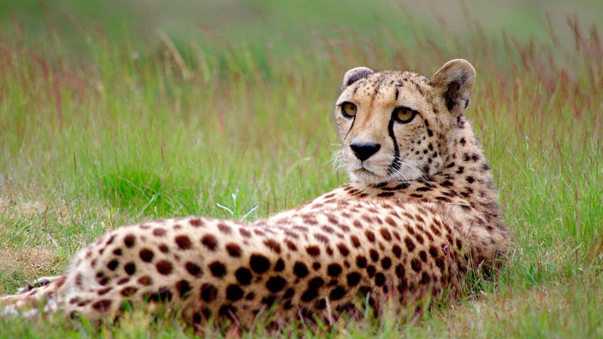 Десять самых распространенных фактов о животных, которые оказались неправдой Десять самых распространенных фактов о животных, которые оказались неправдой