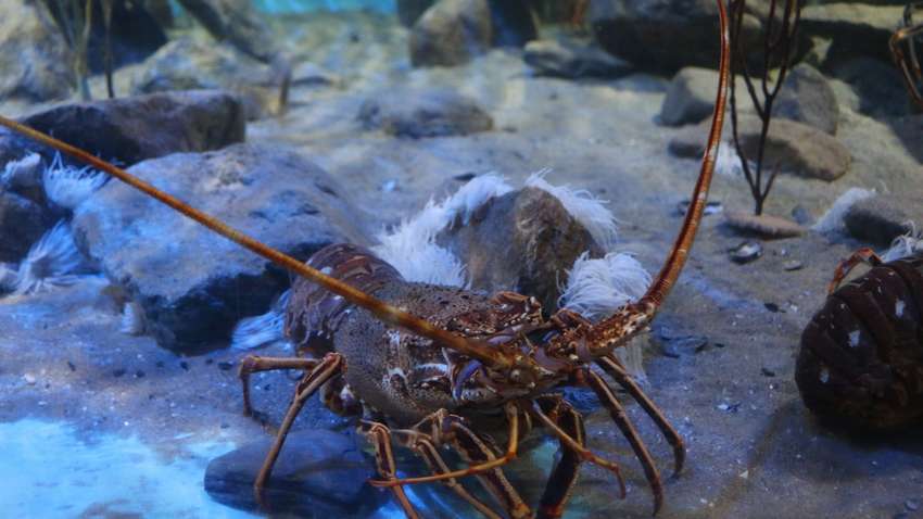 Один на миллион: в США поймали очень редкого и красивого омара (ВИДЕО) Один на миллион: в США поймали очень редкого и красивого омара (ВИДЕО)