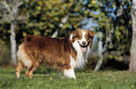 Человек настаивает на странном имени для сына: оно напоминает название собаки Человек настаивает на странном имени для сына: оно напоминает название собаки