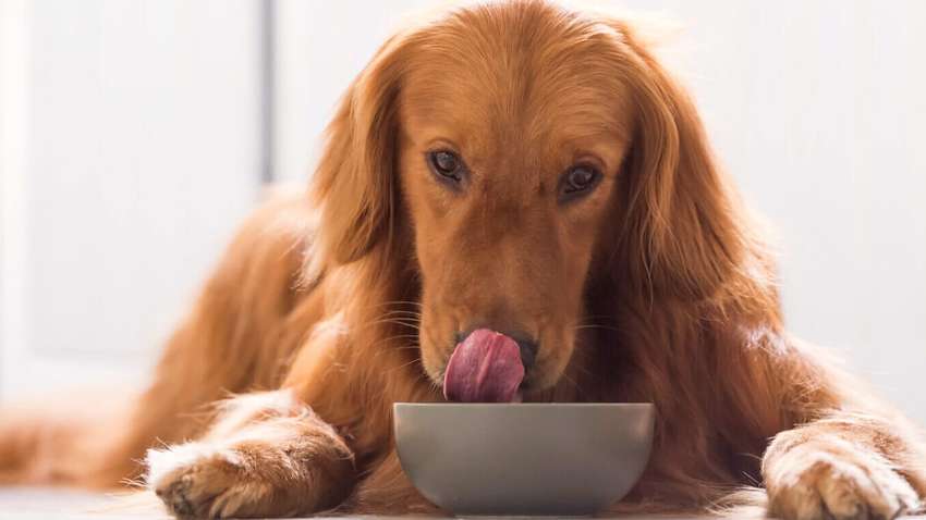 Чем из вашего холодильника можно угостить собаку: топ-10 продуктов Чем из вашего холодильника можно угостить собаку: топ-10 продуктов