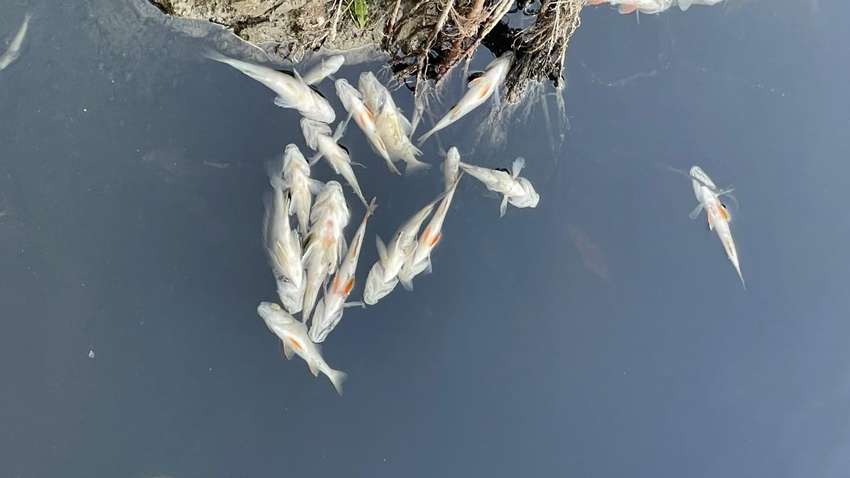 Россияне травят реки в Украине: почему в трех областях запретили купаться и ловить рыбу Россияне травят реки в Украине: почему в трех областях запретили купаться и ловить рыбу