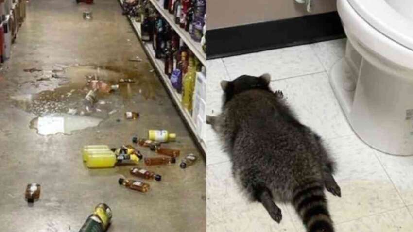 Все разбил, напился и заснул: нетрезвый енот устроил погром в винном магазине США Все разбил, напился и заснул: нетрезвый енот устроил погром в винном магазине США