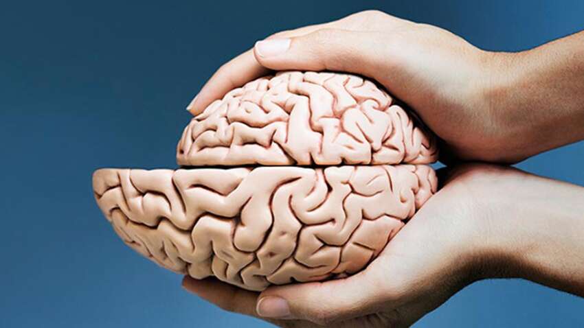 Вчені пояснили, чому мозок сучасної людини зменшився