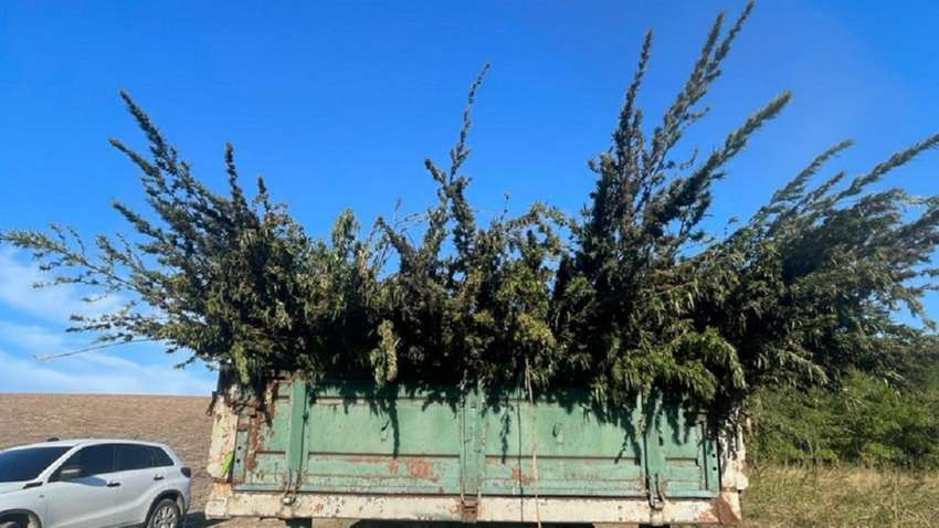 В Одесской области нашли более 300 тыс. кустов конопли: где обнаружили плантацию (ФОТО) В Одесской области нашли более 300 тыс. кустов конопли: где обнаружили плантацию (ФОТО)