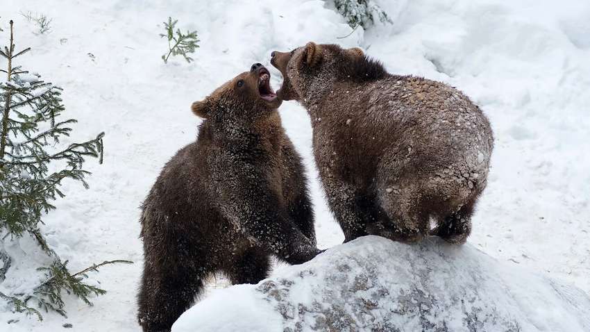 Медведи из-за теплой зимы не спят: за чем застукали косолапых лесники (ВИДЕО) Медведи из-за теплой зимы не спят: за чем застукали косолапых лесники (ВИДЕО)