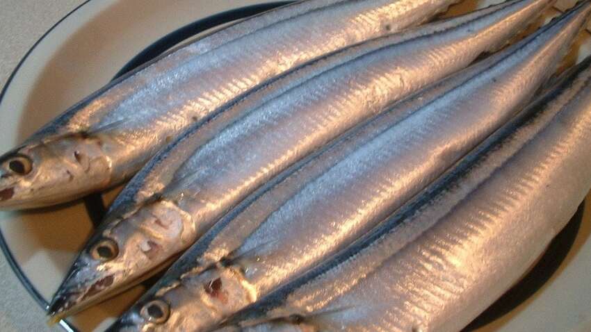 Море вітамінів і суцільна користь: названо вкрай дешеву і унікальну рибу Море вітамінів і суцільна користь: названо вкрай дешеву і унікальну рибу