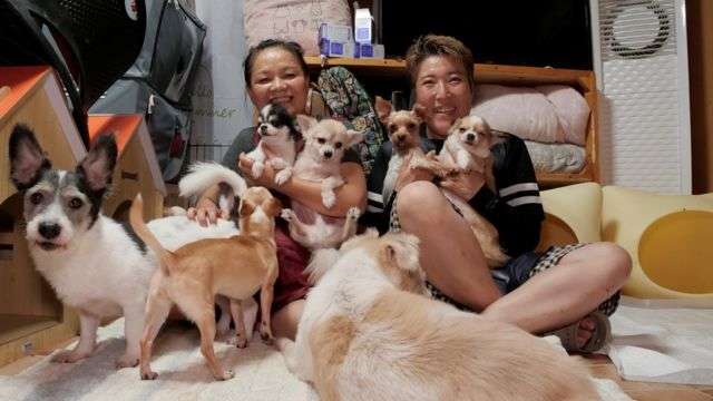 Президент Південної Кореї запропонував заборонити споживання собачого м'яса Президент Південної Кореї запропонував заборонити споживання собачого м'яса