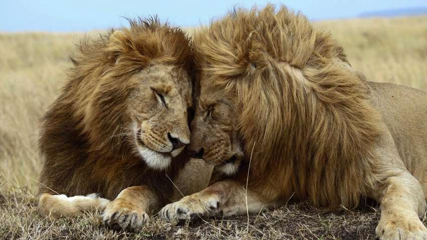 Ученые объяснили, какое значение имеет гомосексуальность в природе
