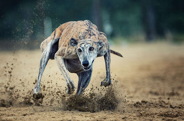 Топ-10 самых быстрых пород собак в мире: рейтинг кинологов