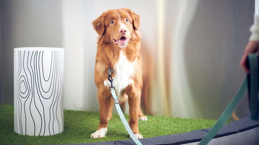 Радость для собачников: в аэропорту Финляндии появились туалеты для четвероногих