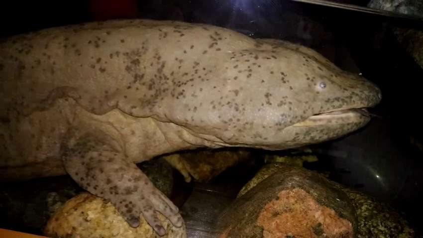 В Боснии обнаружили саламандру, которая не двигалась 7 лет