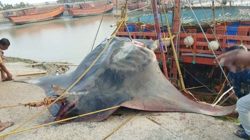 В Индии поймали гигантскую рыбу весом почти в тонну