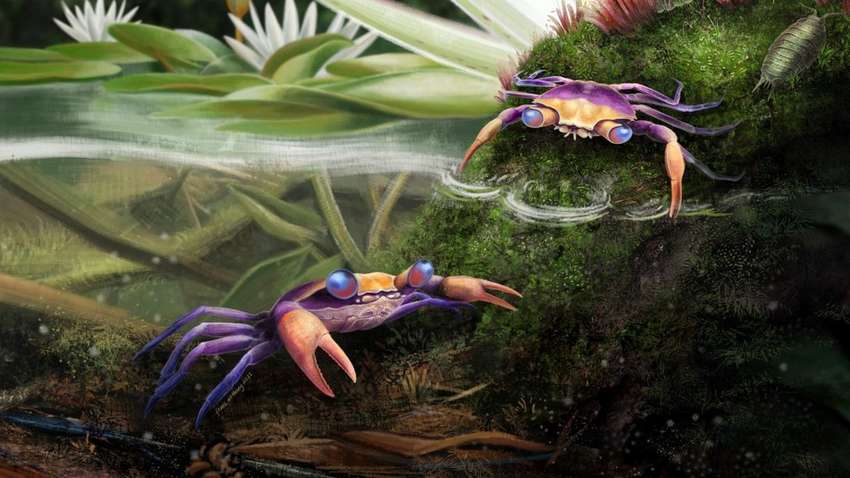 Найден краб, застрявший в янтаре 100 млн лет назад (ФОТО)