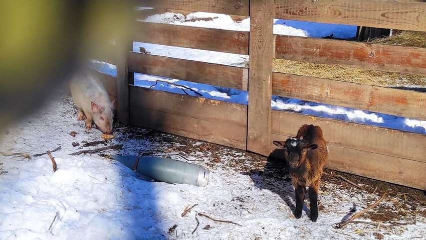 Животные под обстрелами: какая ситуация в харьковском "Фельдман Экопарке" во время войны Животные под обстрелами: какая ситуация в харьковском "Фельдман Экопарке" во время войны