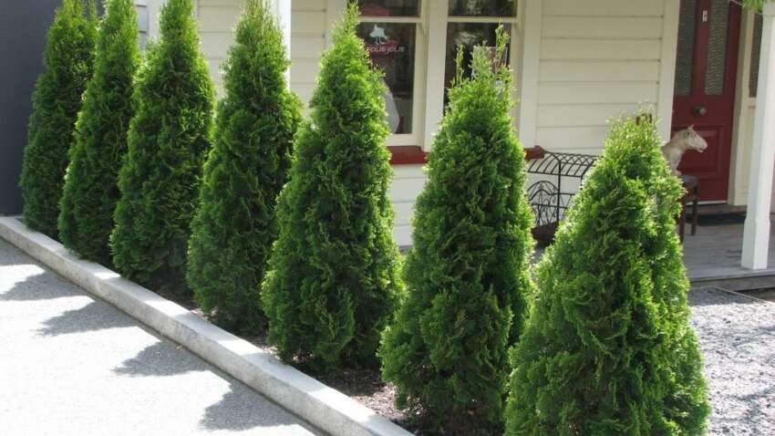 Почему старики запрещали сажать ту возле дома — приметы, которые до сих пор пугают