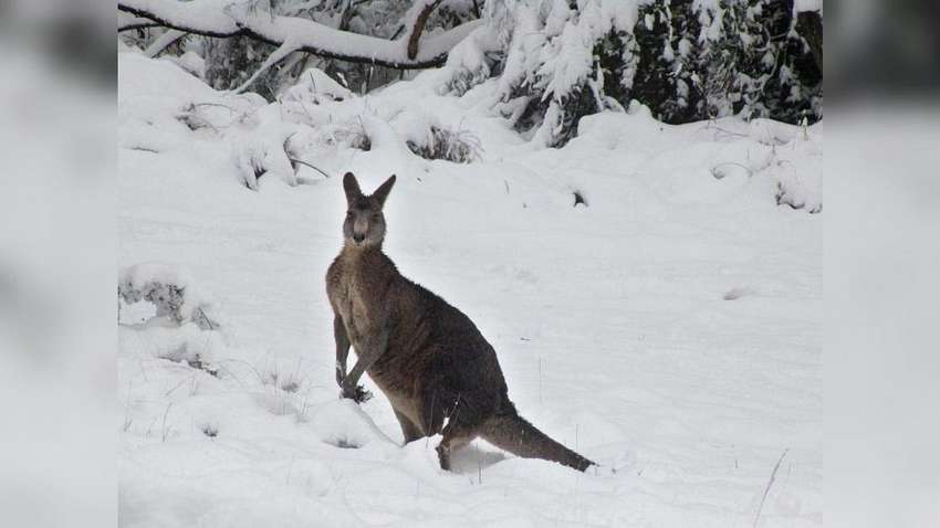 В Австралії випав сніг, а кенгуру стрибають по заметах